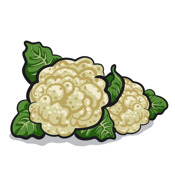 Cauliflower — Stock Vector