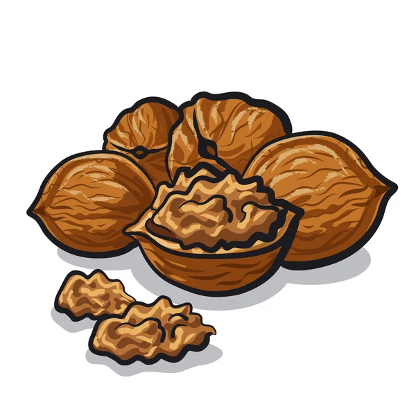 Walnuts — Stock Vector