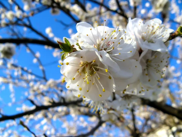 Fiore di primavera — Foto Stock