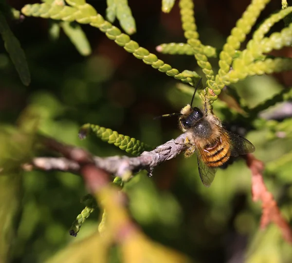 Pszczoła na drzewie — Zdjęcie stockowe