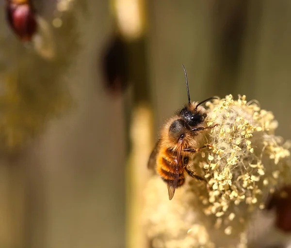 Ape al fiore — Foto Stock