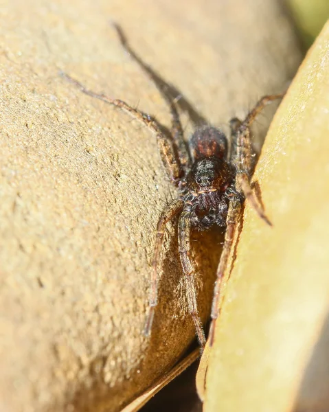 Spider on the stone — Stock Photo, Image