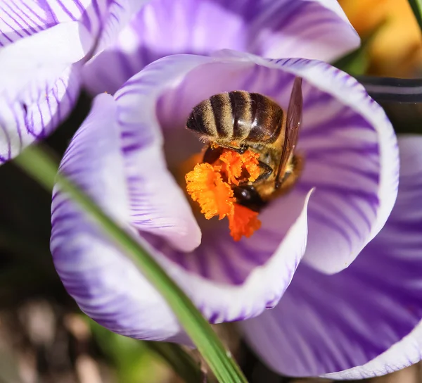 Ape in fiore — Foto Stock