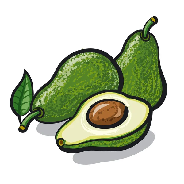 Avocado — Stockvector