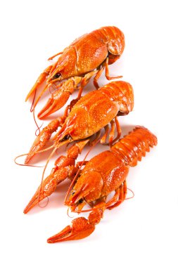 beyaz zemin üzerinde ıstakoz