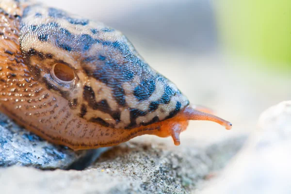 Snigel på en sten — Stockfoto