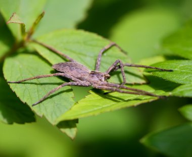 Yaz sabah yeşillik üzerinde örümcek araneomorphae (hypochilidae)