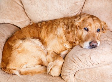 Golden retriever köpeği 
