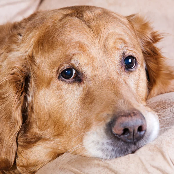 Golden Retriever Hund — Stockfoto