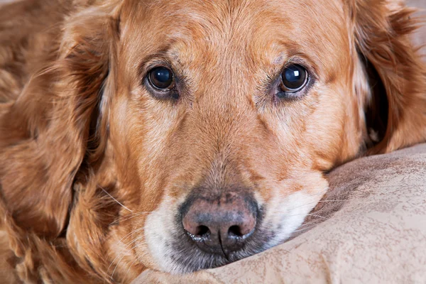 Gouden retriever hond — Stockfoto