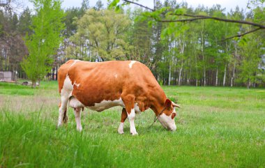 Bos Toros Toros inek çayırda