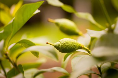 Ev Dekoratif limonlu narenciye rutacea