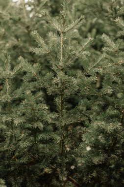 yeşil köknar arka plan, yemyeşil doku, açık hava doğa, dramatik hava