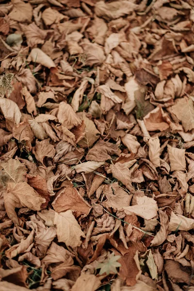 Коричневый Осенний Фон Грустное Настроение Натуральные Обои Сентябрь Настроение Открытый — стоковое фото