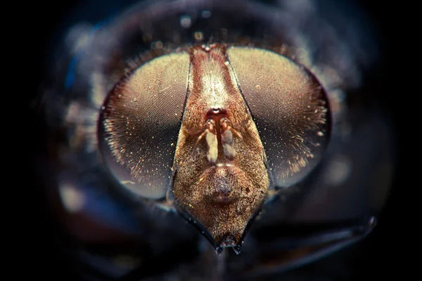 Fliegenaugen — Stockfoto