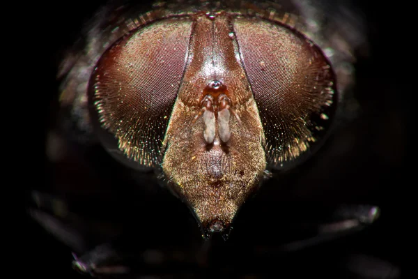 Vista frontal da mosca — Fotografia de Stock