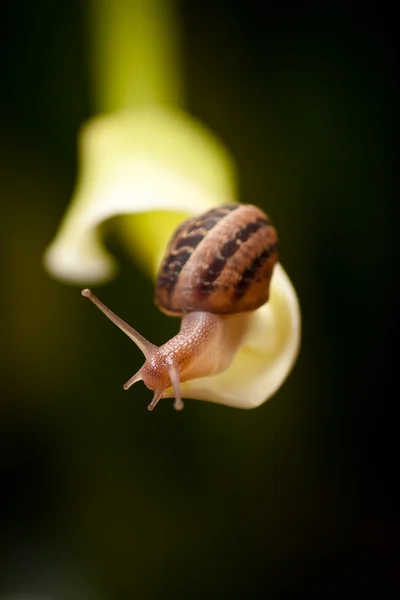 Snail crawling on flower — Stock Photo, Image