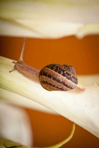 Green Snail — Stock Photo, Image