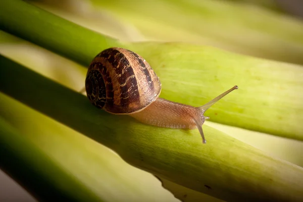 Schnecken-Nahaufnahme — Stockfoto