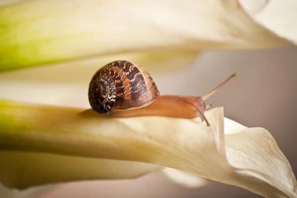 Snail close up — Stock Photo, Image