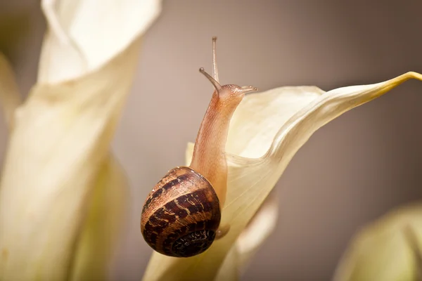 Snail on flower — Stock Photo, Image