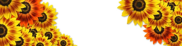 Sonnenblumen Duarf Music Bos Sunfloer Panoramisches Rahmendesign Für Banner Mit — Stockfoto