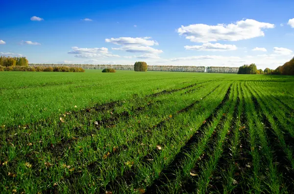 Field of rye in the autumn