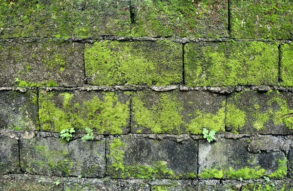tuğla duvar. taşlar üzerinde yeşil yosun.