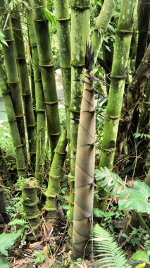 Yeşil Bambu tropikal orman.