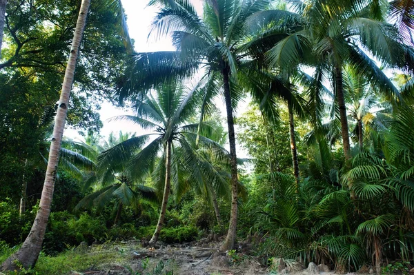 Palm grove — Stock Photo, Image