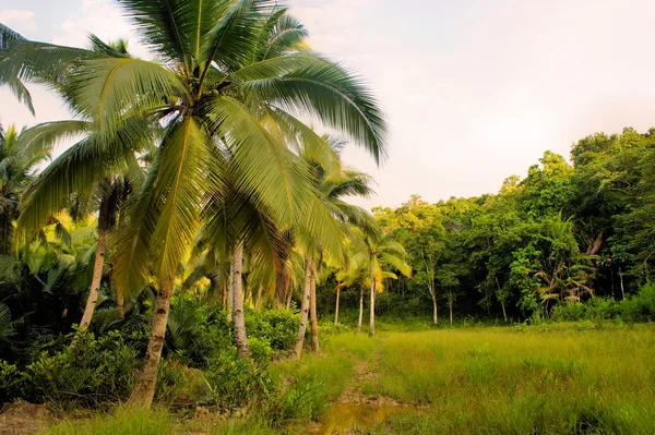 Kokosová palmy — Stock fotografie