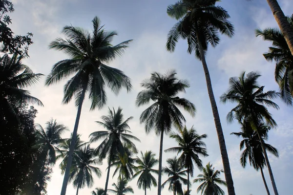 palmiye ağaçları üst kısımları.