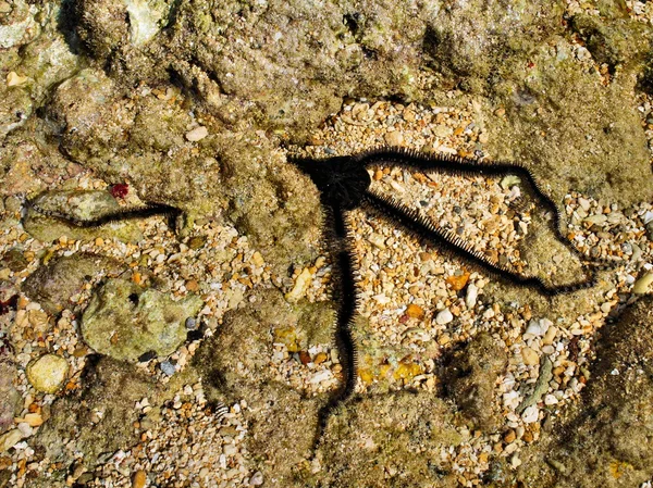bir mercan kayalığı üzerine deniz yıldızı.