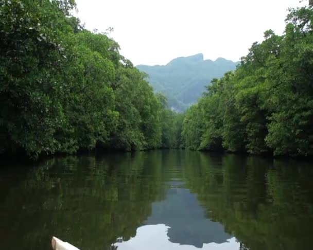 Rio Manguezal . — Vídeo de Stock