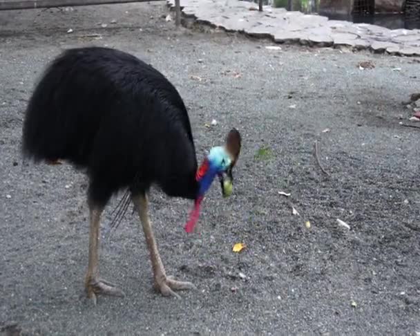 캐 서 웨 리입니다. 뉴기니에서 거 대 한 새. — 비디오