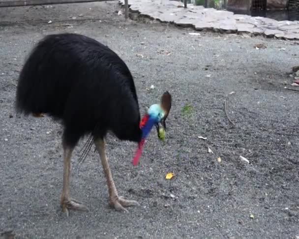 Cassowary. Huge bird from New Guinea. — Stock Video