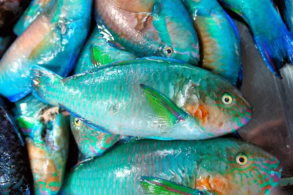Colorful fish for sale — Stock Photo, Image