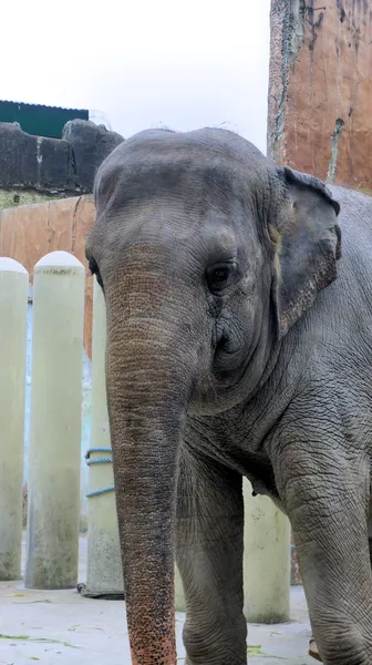 Elefante indio grande come sabrosa hierba verde —  Fotos de Stock