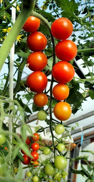 Olgun kırmızı domates bir serada yetiştirilen demet.
