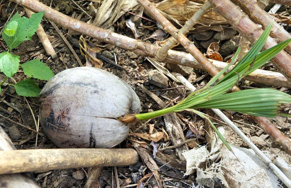 Junger grüner Sprössling aus alter trockener Kokosnuss — Stockfoto