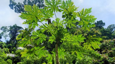 Yeşil tropikal bitki örtüsü soyutlama arka plan