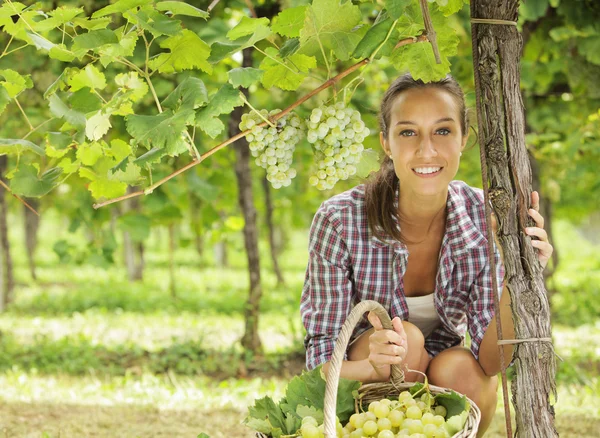 Harvesting the grape — Stock Photo, Image