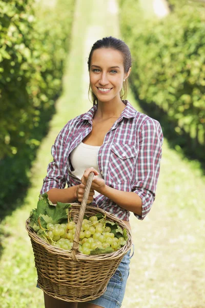 Winzer erntet Trauben in einem Weinberg — Stockfoto