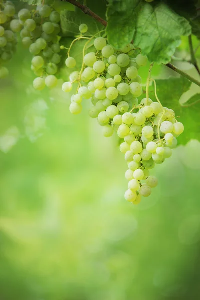 Пучки винограду — стокове фото