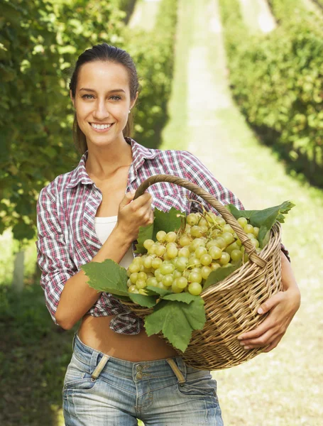 Vintner picking grapes in a vineyard — Stock Photo, Image