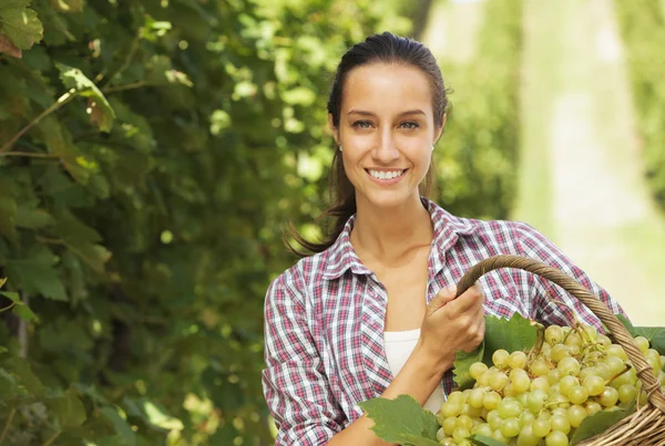 Виноделы собирают виноград в винограднике — стоковое фото