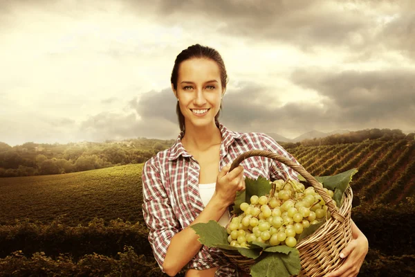 Vinař sběru hroznů ve vinici — Stock fotografie