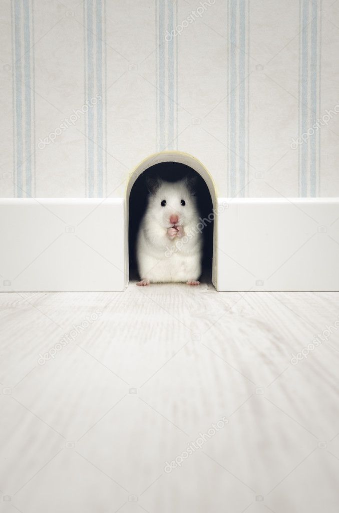 Hamster standing in his lair