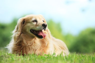 Çayırdaki köpek