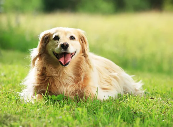 Anjing di padang rumput — Stok Foto